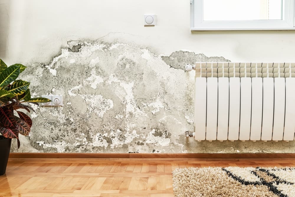 Should You Paint Over Mold?